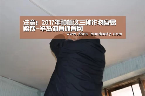 注意!2017年种植这三种作物容易赔钱-半岛体育体育网(图2) 半岛体育体育娱乐